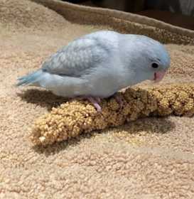 Lost Parrotlet