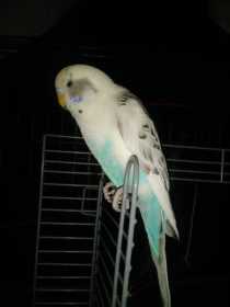 Lost Budgerigar