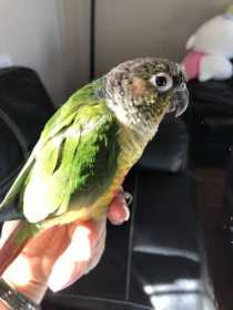 Lost Conure