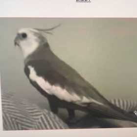 Lost Cockatiel