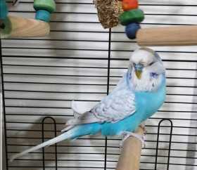 Lost Budgerigar