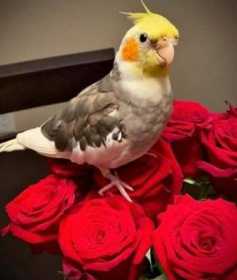 Lost Cockatiel