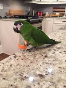 Lost Macaw