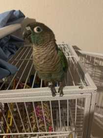 Lost Conure