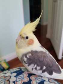 Lost Cockatiel