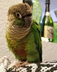 Lost Conure