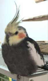 Lost Cockatiel