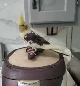 Lost Cockatiel