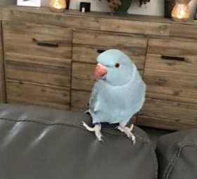 Lost Indian Ringneck Parakeet