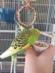 Lost Budgerigar