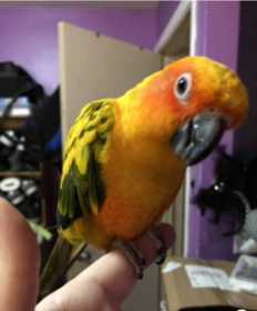 Lost Conure