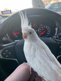 Lost Cockatiel