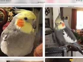 Lost Cockatiel