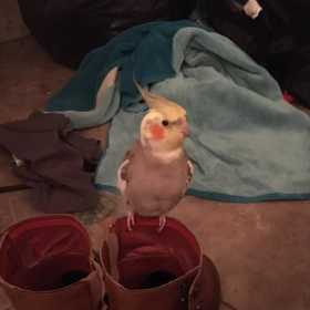 Lost Cockatiel