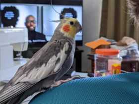 Lost Cockatiel