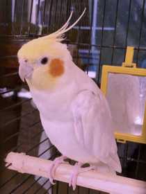 Lost Cockatiel