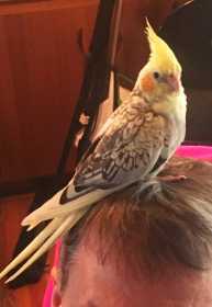 Lost Cockatiel