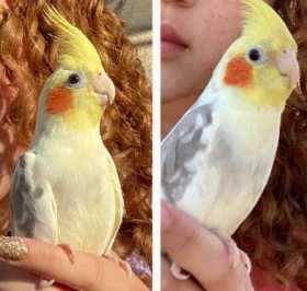 Lost Cockatiel