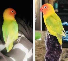 Lost Lovebird