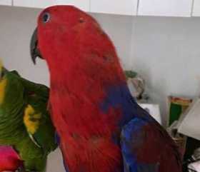 Lost Eclectus