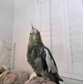 Lost Cockatiel