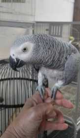 Lost African Grey