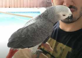 Lost African Grey