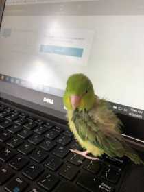 Lost Parrotlet