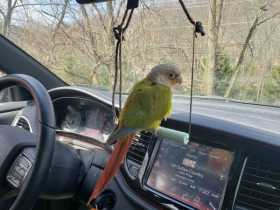 Lost Conure