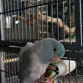 Lost Parrotlet