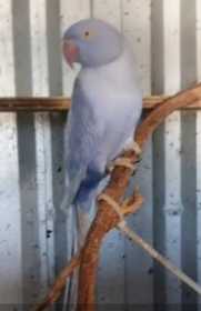 Lost Indian Ringneck Parakeet