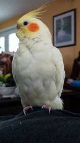 Lost Cockatiel