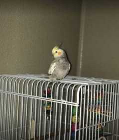 Lost Cockatiel