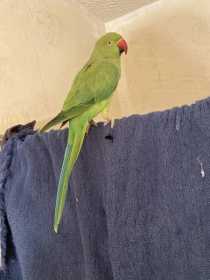 Lost Indian Ringneck Parakeet