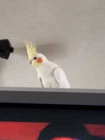 Lost Cockatiel