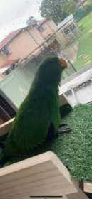 Lost Eclectus