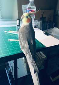 Lost Cockatiel