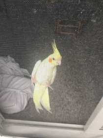 Lost Cockatiel