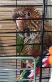 Lost Conure