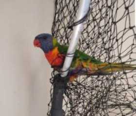 Lost Lory / Lorikeet