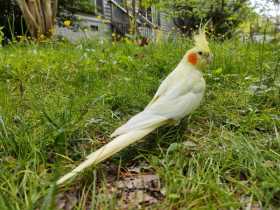 Lost Cockatiel