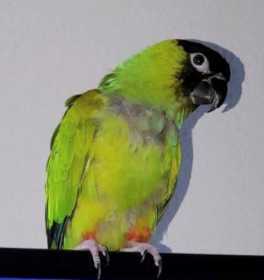 Lost Conure