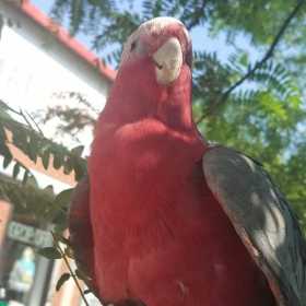 Lost Galah Cockatoo