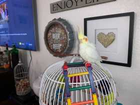 Lost Cockatiel