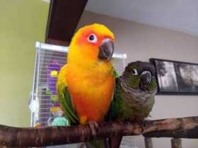 Lost Conure