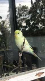 Lost Budgerigar