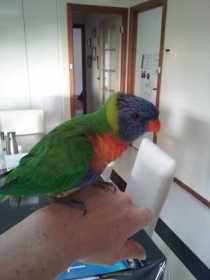 Lost Lory / Lorikeet