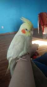 Lost Cockatiel