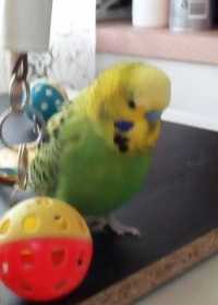 Lost Budgerigar