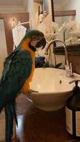 Lost Macaw